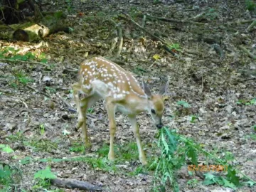 [Hearth.com] Fawn Pictures