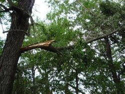 Storm damage/firewood!