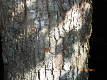 [Hearth.com] Tree I.D.