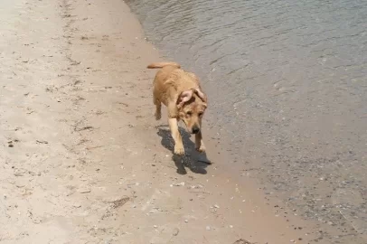 [Hearth.com] Post your dog pics!