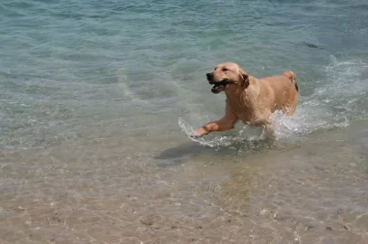 [Hearth.com] Post your dog pics!
