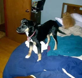 [Hearth.com] Post your dog pics!