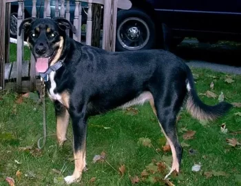 [Hearth.com] Post your dog pics!