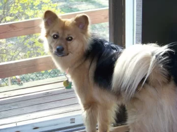 [Hearth.com] Post your dog pics!