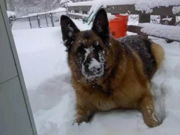 [Hearth.com] Post your dog pics!