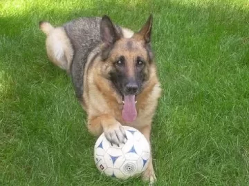 [Hearth.com] Post your dog pics!
