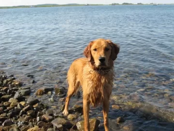 [Hearth.com] Post your dog pics!