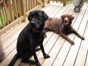 [Hearth.com] Post your dog pics!