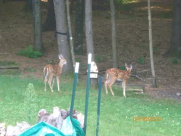 [Hearth.com] Bird Spooked the Fawns