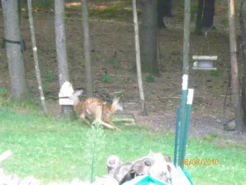[Hearth.com] Bird Spooked the Fawns