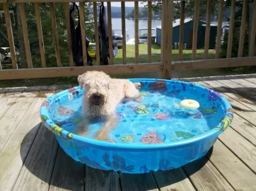 [Hearth.com] Post your dog pics!