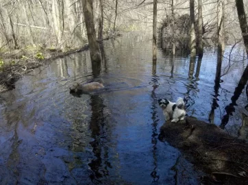 [Hearth.com] Post your dog pics!