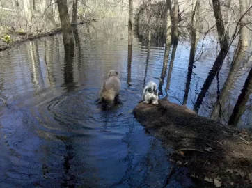 [Hearth.com] Post your dog pics!