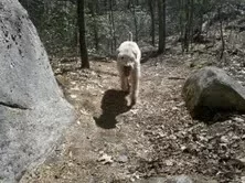 [Hearth.com] Post your dog pics!