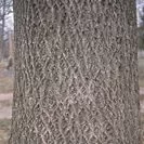 [Hearth.com] Ash or Hickory?
