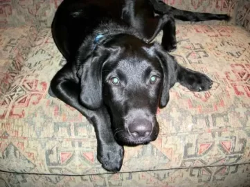 [Hearth.com] Post your dog pics!