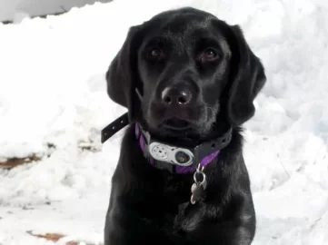 [Hearth.com] Post your dog pics!