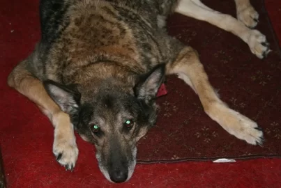 [Hearth.com] Post your dog pics!