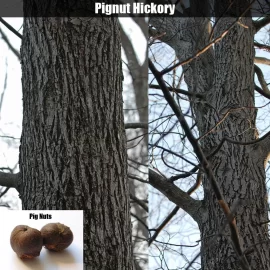 [Hearth.com] Ash or Hickory?