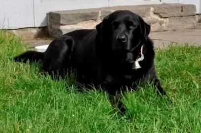 [Hearth.com] Post your dog pics!