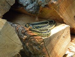 Snakes in the woodpile
