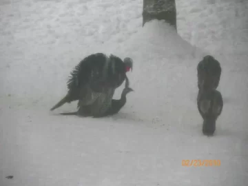 [Hearth.com] What do you do during a snow storm?