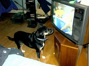 [Hearth.com] Post your dog pics!