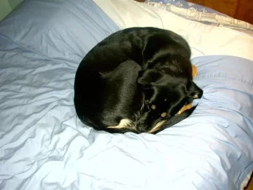 [Hearth.com] Post your dog pics!