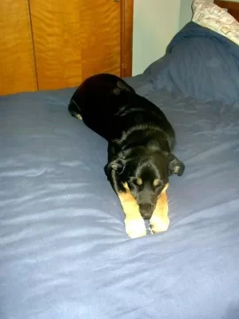 [Hearth.com] Post your dog pics!