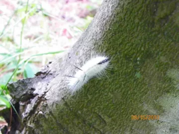 [Hearth.com] Caterpillar/What Type?