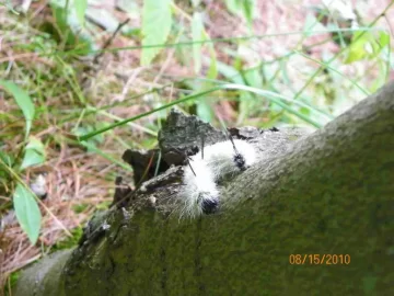 [Hearth.com] Caterpillar/What Type?