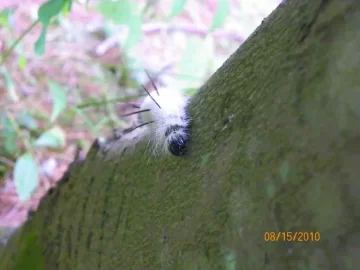 [Hearth.com] Caterpillar/What Type?