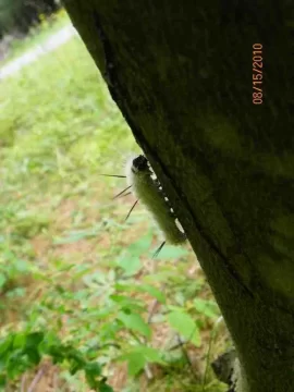 [Hearth.com] Caterpillar/What Type?