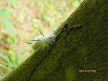 [Hearth.com] Caterpillar/What Type?