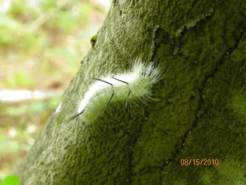 [Hearth.com] Caterpillar/What Type?
