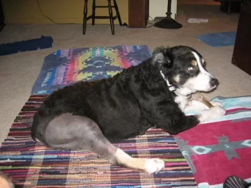 [Hearth.com] Post your dog pics!