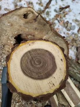 Another wood ID - Central OH