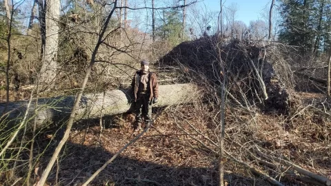 Cutting frozen Locust and Oak?