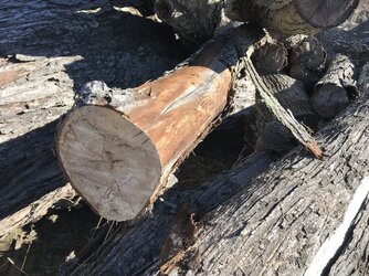 Log identification help please