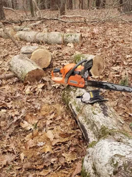 Dead trees, how long is the wood good?