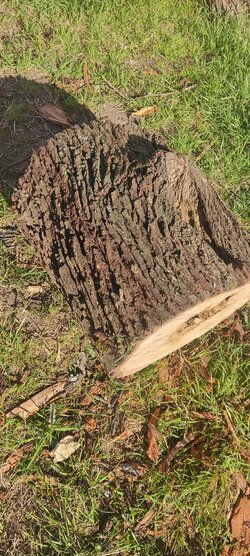 Some kind of Oak maybe?(Wood ID)