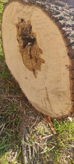 Some kind of Oak maybe?(Wood ID)