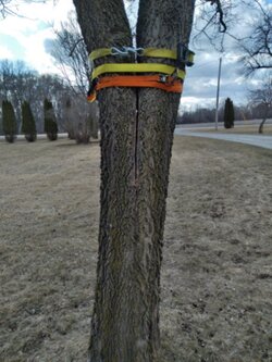 Tree is splitting; can I fix it?