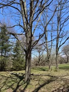 Black locust or honey locust