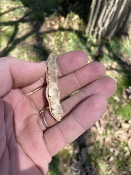 Black locust or honey locust