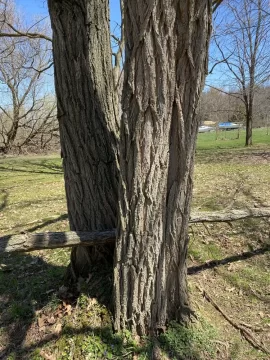 Black locust or honey locust