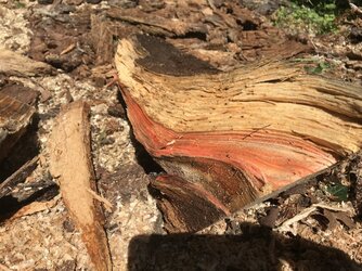 Red streak in white pine