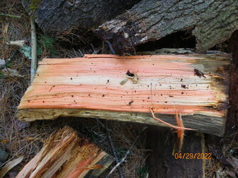 Red streak in white pine