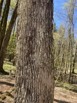 Dead trees, how long is the wood good?