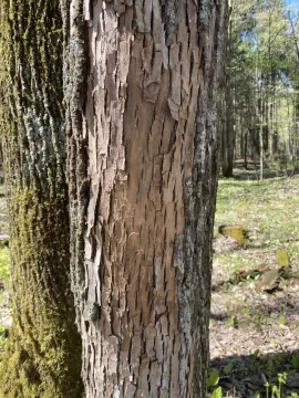 Dead trees, how long is the wood good?